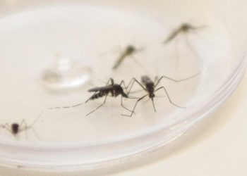 Dengue segue fazendo vítimas fatais no estado