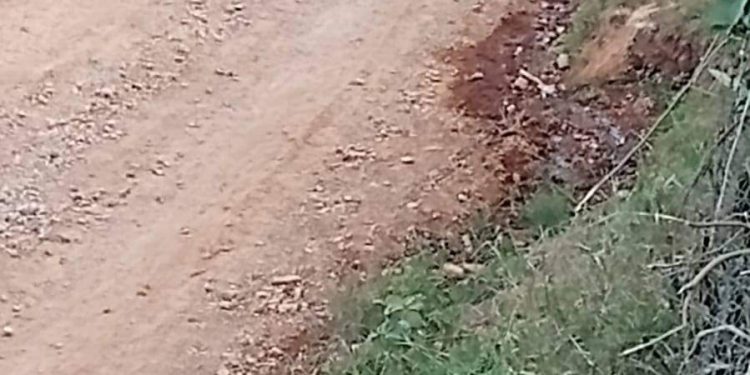 Rio Branco do Sul | Estão envenenando cães e gatos no bairro Santa Terezinha