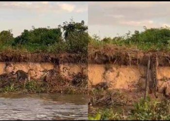 Onça mata sucuri em ‘aula de caça’ para seu filhote no Pantanal; veja