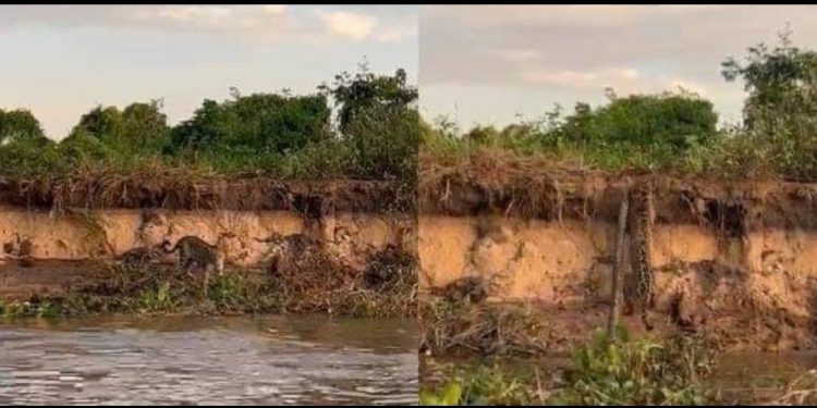 Onça mata sucuri em ‘aula de caça’ para seu filhote no Pantanal; veja