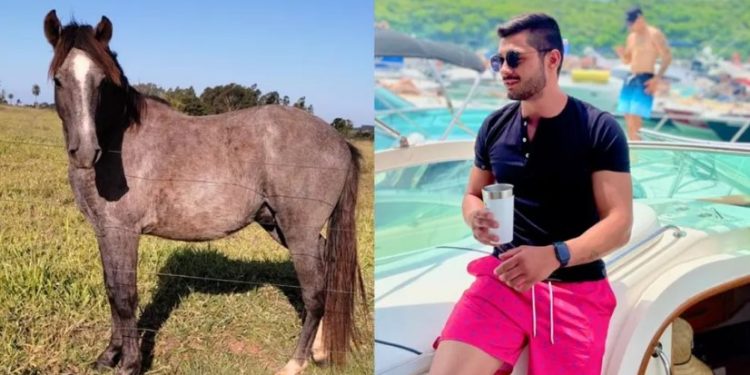 Bêbado, jovem compra cavalo em leilão e só descobre no outro dia: ‘Não sei cuidar do cachorro, imagina de cavalo’