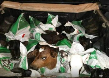 Polícia Federal intercepta carro com bezerros transportados em sacos