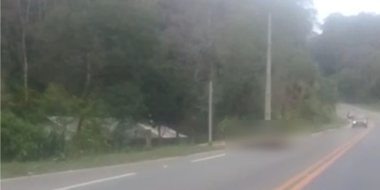 Motorista flagra dois cavalos mortos por atropelamento na Pr 092 (Estrada do Cerro)