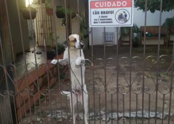 ‘Bonitinho mas ordinário’: placa que avisa sobre cão bravo é sucesso