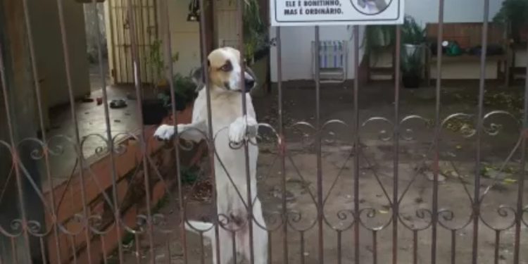 ‘Bonitinho mas ordinário’: placa que avisa sobre cão bravo é sucesso