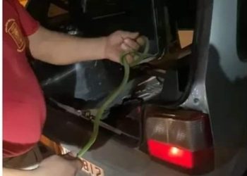 Cobra se esconde no painel do carro e assusta família