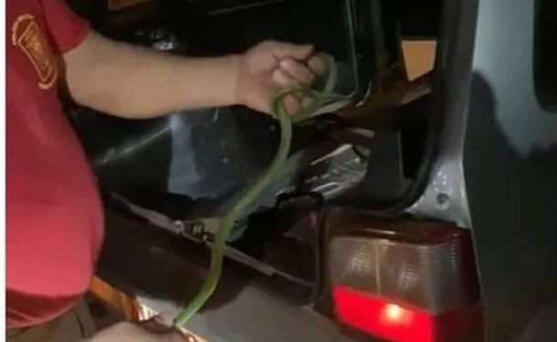 Cobra se esconde no painel do carro e assusta família