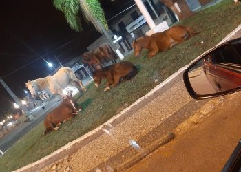 Cavalinhos na região urbana de Rio Branco do Sul acende sinal de alerta