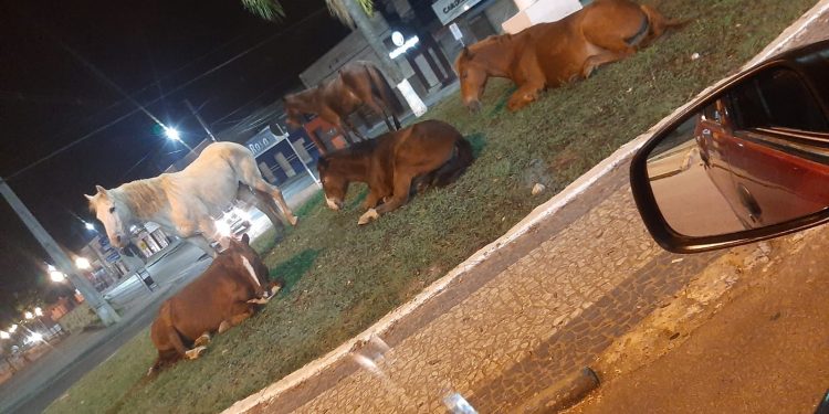 Cavalinhos na região urbana de Rio Branco do Sul acende sinal de alerta