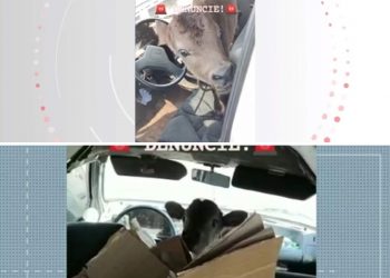 Homem é levado para delegacia após após Bezerro ser encontrado amarrado dentro de carro