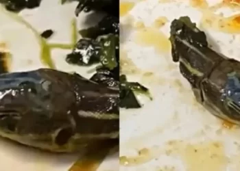Cabeça de cobra achada em comida de avião assusta comissária