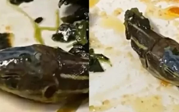 Cabeça de cobra achada em comida de avião assusta comissária