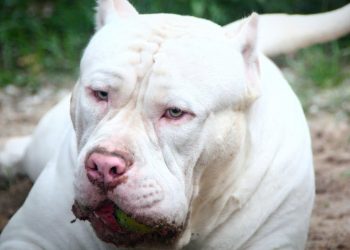 Pitbulls com a  boca cheio de sangue no bairro Natânea em Rio Branco do Sul!