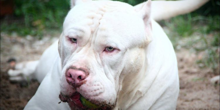 Pitbulls com a  boca cheio de sangue no bairro Natânea em Rio Branco do Sul!