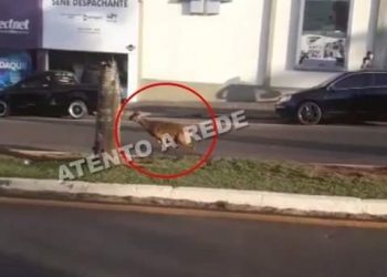 Veado é capturado após passear livremente pelas ruas urbana no Paraná