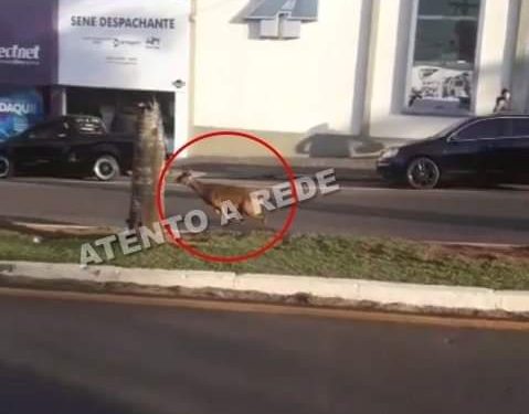Veado é capturado após passear livremente pelas ruas urbana no Paraná