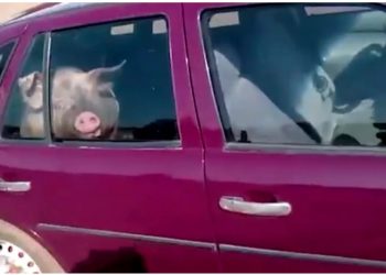 Caminhão com carga suína tomba e porquinho é visto circulando em carro de passeio