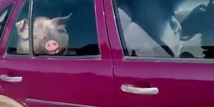 Caminhão com carga suína tomba e porquinho é visto circulando em carro de passeio