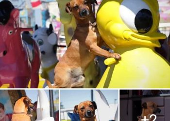 CONHEÇA MOLEQUE, O CACHORRINHO QUE GOSTA DE ANDAR NO CARROSSEL E NA RODA GIGANTE.