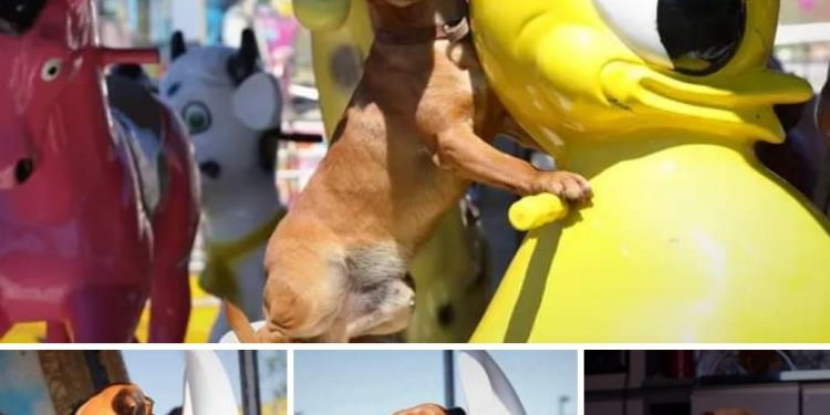 CONHEÇA MOLEQUE, O CACHORRINHO QUE GOSTA DE ANDAR NO CARROSSEL E NA RODA GIGANTE.