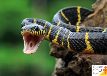 Um dos Lugares mais perigoso do mundo , 5 cobras por metro quadrado está localizado em São Paulo
