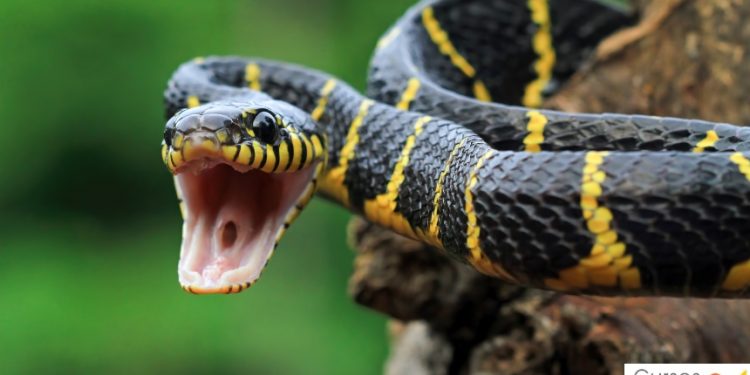 Um dos Lugares mais perigoso do mundo , 5 cobras por metro quadrado está localizado em São Paulo