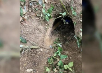 Idoso sai para caçar e fica preso em toca de animal