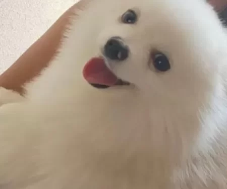 Jogador do Flamengo oferece R$ 1 milhão para quem encontrar cachorro desaparecido