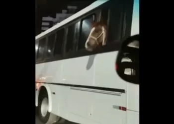 Cavalo é transportado dentro de ônibus em SC e morador flagra cena: ‘Não pode ser!’