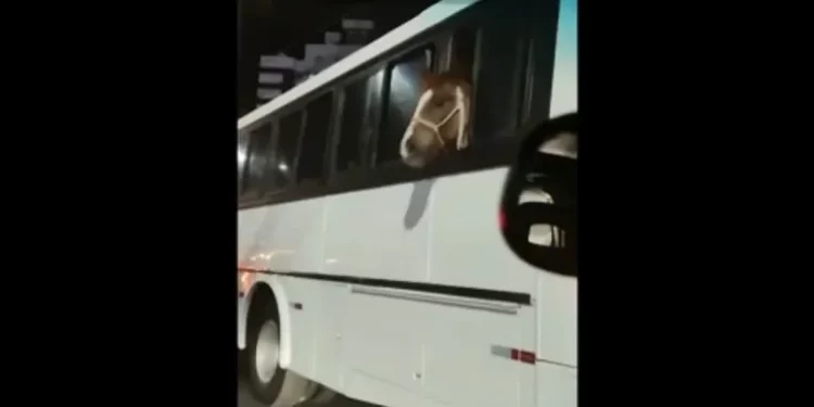 Cavalo é transportado dentro de ônibus em SC e morador flagra cena: ‘Não pode ser!’
