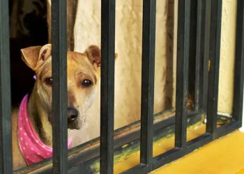 Homem que mantinha cachorro fechado dentro de carro, mesmo em dias quentes, é preso em Curitiba