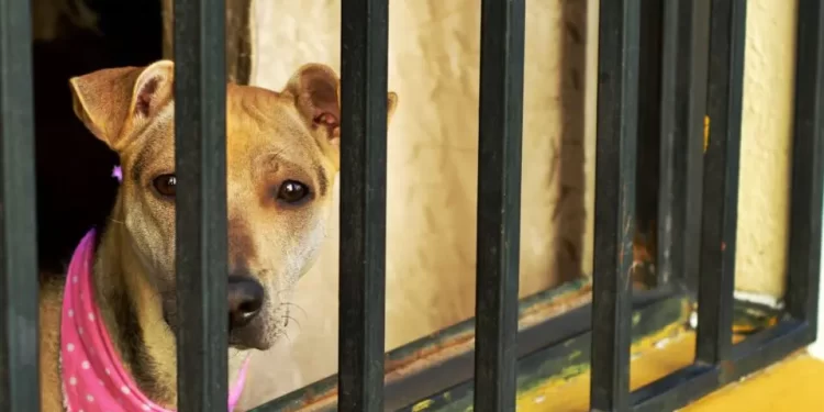 Homem que mantinha cachorro fechado dentro de carro, mesmo em dias quentes, é preso em Curitiba