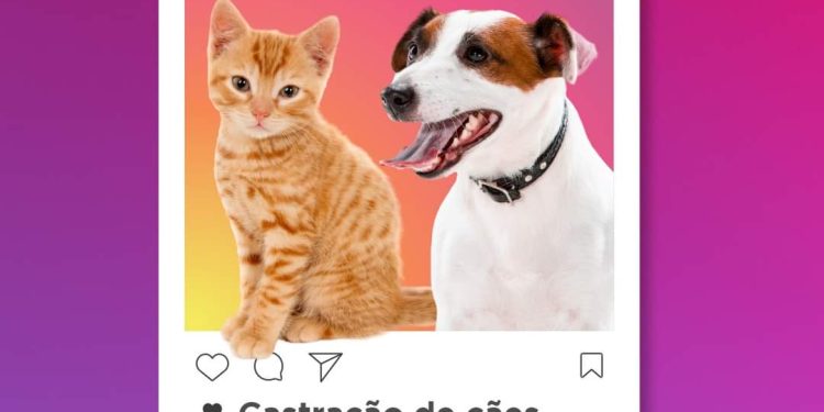 CADASTRO DA CASTRAÇÃO GRATUITA DE CÃES E GATOS (MACHOS E FÊMEAS ), PELA PREFEITURA