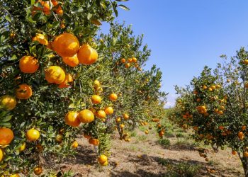 Cerro Azul registra atraso na safra da fruta e deve colher 30% a menos