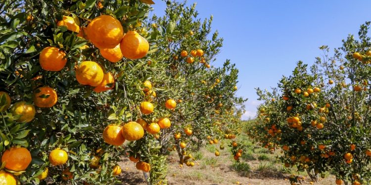Cerro Azul registra atraso na safra da fruta e deve colher 30% a menos