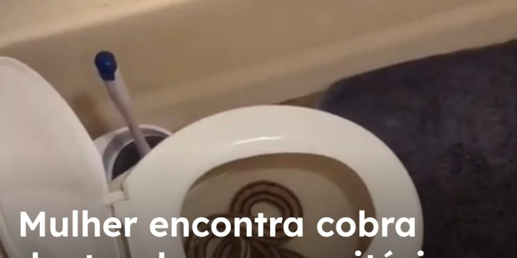 Mulher encontra cobra dentro de vaso sanitário;