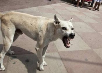 Rio Branco do Sul | Cachorro ataca menino de dois anos que passava em rua