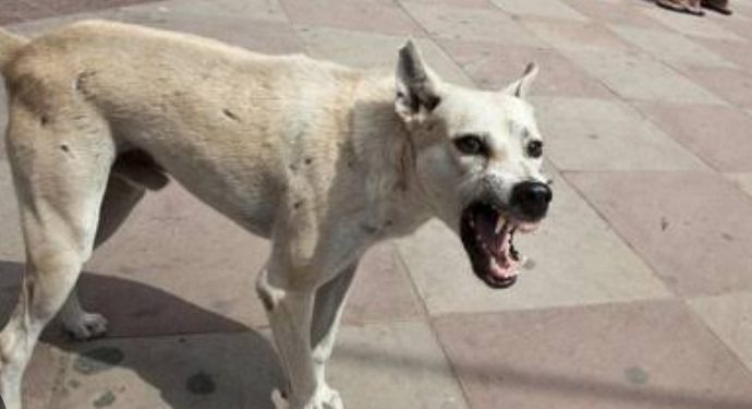 Rio Branco do Sul | Cachorro ataca menino de dois anos que passava em rua