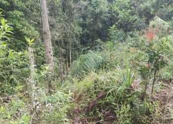 Dono de chácara encontra corpo dentro de propriedade em Rio Branco do Sul