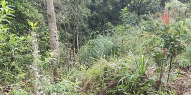 Dono de chácara encontra corpo dentro de propriedade em Rio Branco do Sul