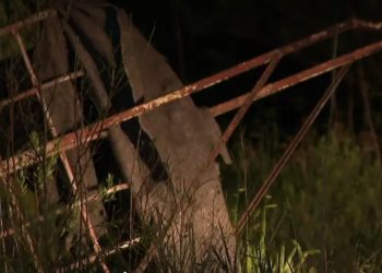 Homem é encontrado morto dentro de carrinho de reciclados em Curitiba