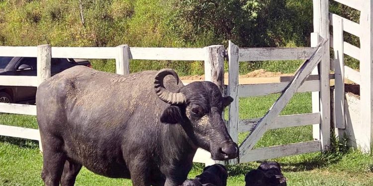 Búfala da raça Murrah deu à luz a bezerros gêmeos,