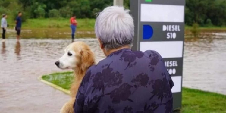 2,5 mil cães e gatos foram resgatados no RS