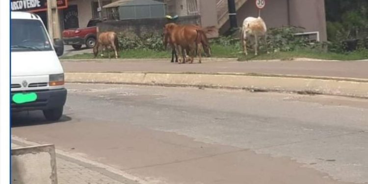 Microchip vai ajudar a Prefeitura de Rio Branco do Sul identificar os cavalos soltos na região urbana