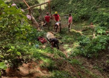 Corpo de Bombeiros realiza resgate de animal no uma propriedade rural em Campo Largo