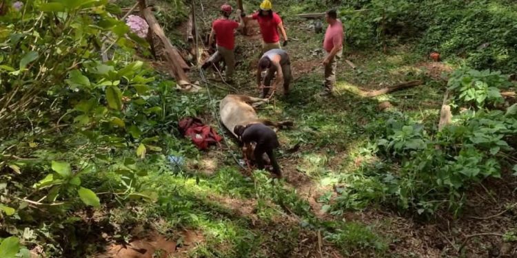 Corpo de Bombeiros realiza resgate de animal no uma propriedade rural em Campo Largo