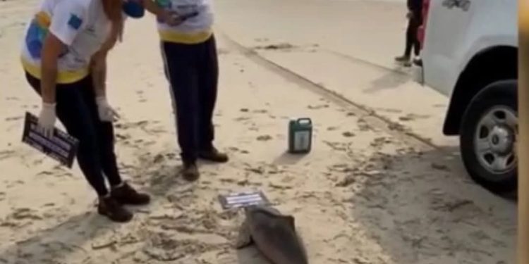 Conheça e apoie o trabalho de monitoramento de animais nas praias do Paraná  Fonte: Correio do Litoral