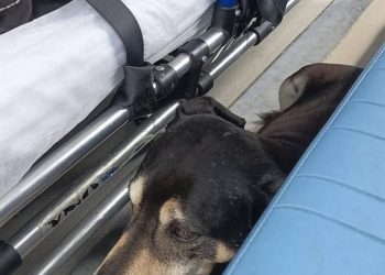 Amigo inseparável! Morador de rua não larga seu cãozinho