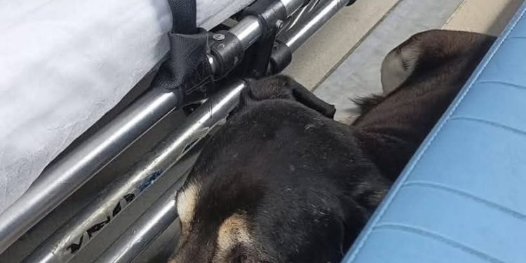 Amigo inseparável! Morador de rua não larga seu cãozinho