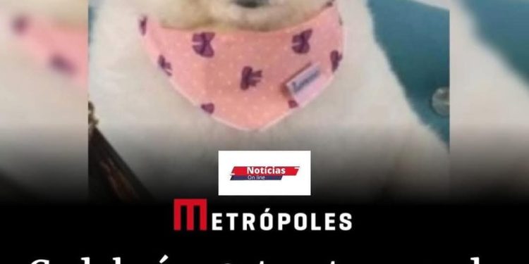 🚨🚔 CADELA É MORTA A TESOURADA DURANTE BANHO E TOSA EM PET SHOP 🚨🚔